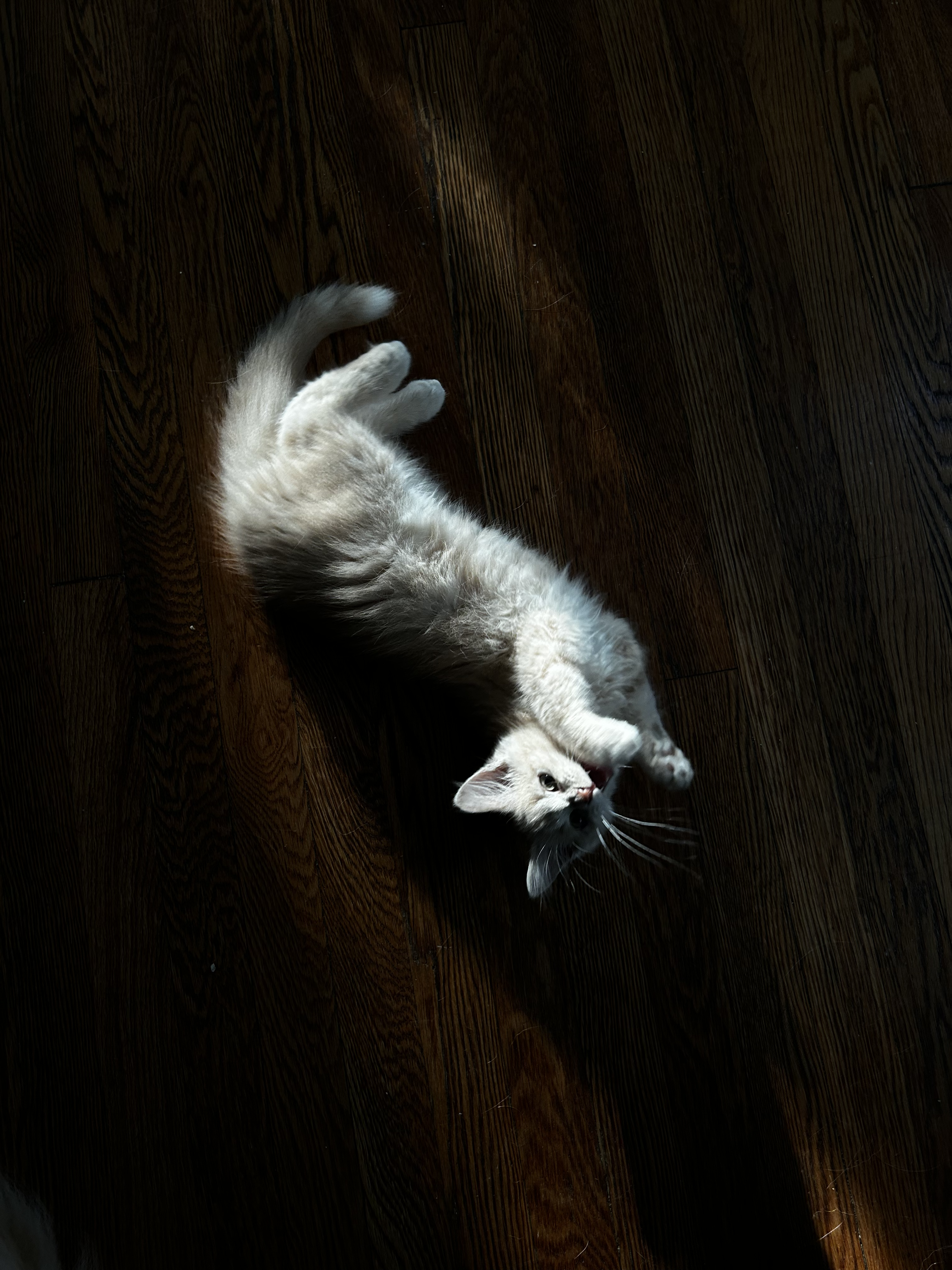 My cat Bowser!
